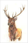 DARK STAG Limited Edition Print 239