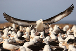 Black-browed Albatross lands at colony, Steeple Jason, Falklands