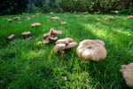 Armillaria mellea - (Honey fungus) - ACP04859-1