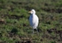 Cattle Egret