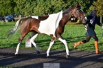 669-FOXRIDGE.HIGH.JINX-Claire.Deuten-TrotUp+SJ portfolio
