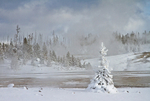 Snow Tree