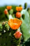 Prickly Pear Cactus