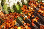 Autumn Leaves