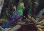 Green Turaco
