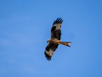Red Kite