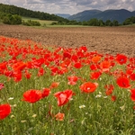 Field poppies (Papaver rhoeas),  and other weeds of cultivation