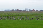 Barnacle Geese