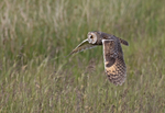 Long-eared Owl - Asio otus