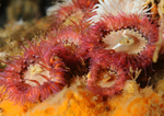 Sagartia elegans rosea
