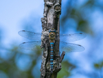 Migrant Hawker