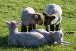 Cute Lambs!