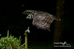 Hawk Con 24062013-465a