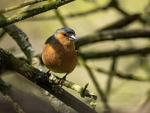 Chaffinch
