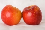 Fruit