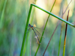 Emerald Damselfly
