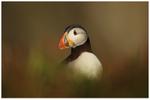 Dream Puffin