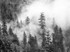 Trees and fog in the Gorge