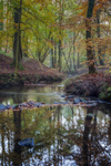 Autumn along the Brook - 2