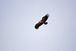 Griffon Vulture