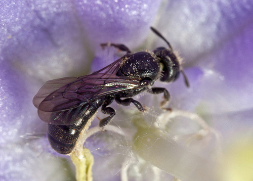 In a [i]Campanula[/i] flower - Warwickshire, July 2012. The dense white hairs of the pollen scopa are visible under t…