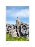 01 9x12 2022-454C Finch on a dry stone wall