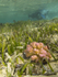 RS024: Raspberry seagrass