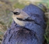 1st winter male Desert Wheatear