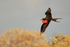 Flying Magnificent Frigatebird (male) with inflated sac, Isla Lobos