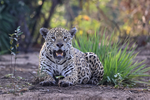 Female Jaguar Marcela, Corixo Negro, Mato Grosso, Brazil