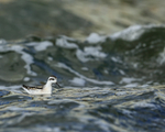 Red-necked Phalarope (juvenile), Farmoor