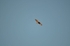 Golden Eagle