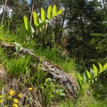 Scented Solomon's seal (Polygonum odoratum)