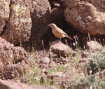 Morocco Birds portfolio