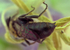 Chelostoma campanularum (m)