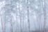 Ghost Forest