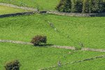 Loweswater Show-228