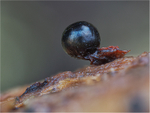 Metatrichia floriformis sporangium