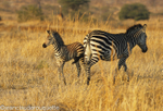 Mother and calf