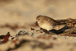 White-rumped Sandpiper, Sea Lion Island, Falklands