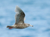 Glaucous Gull (second-winter) flying at Grundarfjörður