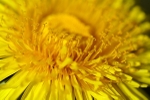 “Get Hooked On Dandelions “