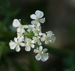 Wild White