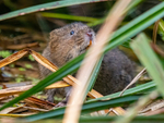 Water Vole