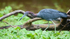 Little Blue Heron, Costa Rica