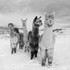Alpacas In The Snow