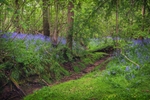 River bank bluebells