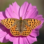 Queen of Spain fritillary (Isoria lathonia) ♀ 