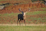 Red Deer