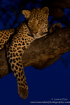 Twilight leopard